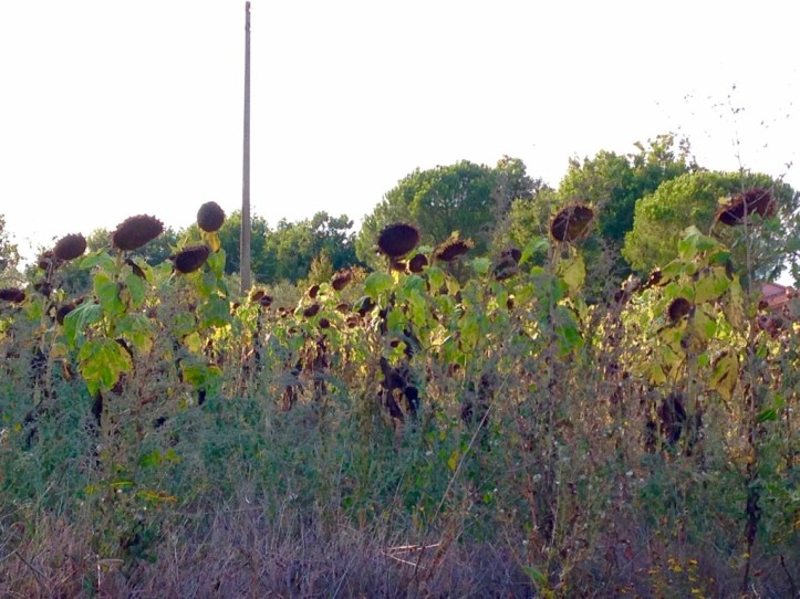 ©Blogginginitaly.com